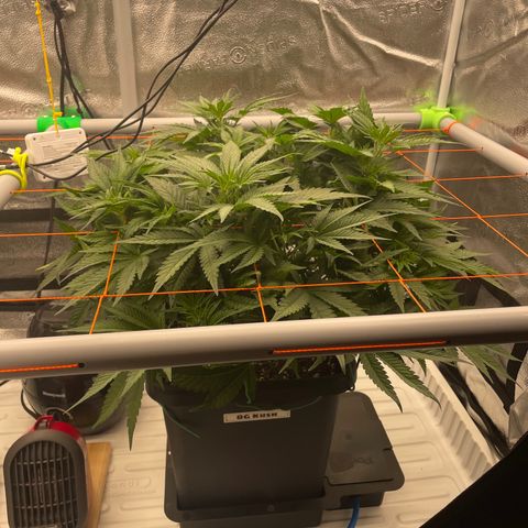 OG Kush growlog timeline photo