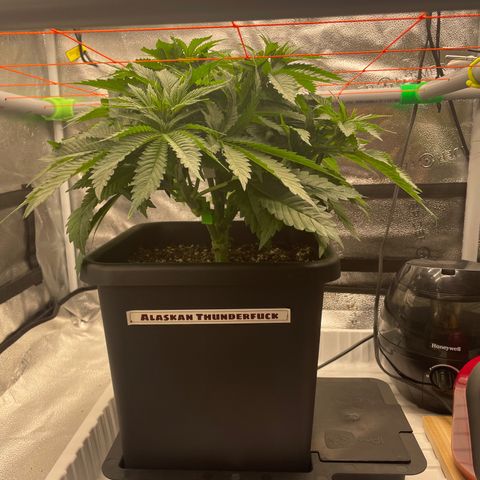 Alaskan Thunderfuck growlog timeline photo