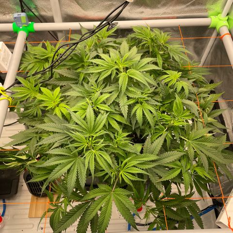 OG Kush growlog timeline photo