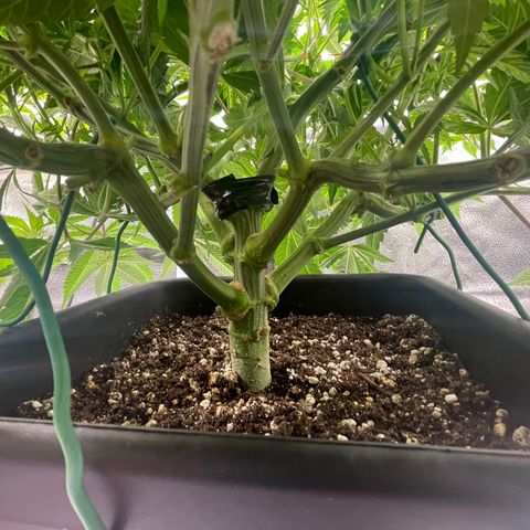 OG Kush growlog timeline photo