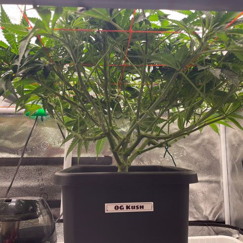 OG Kush growlog timeline photo