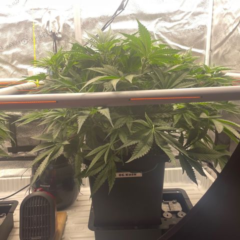 OG Kush growlog timeline photo