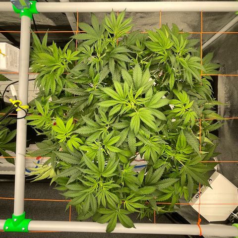 OG Kush growlog timeline photo