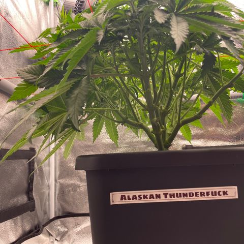 Alaskan Thunderfuck growlog timeline photo