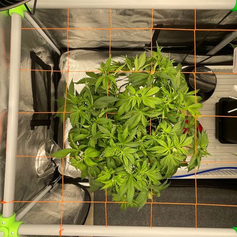 Alaskan Thunderfuck growlog timeline photo
