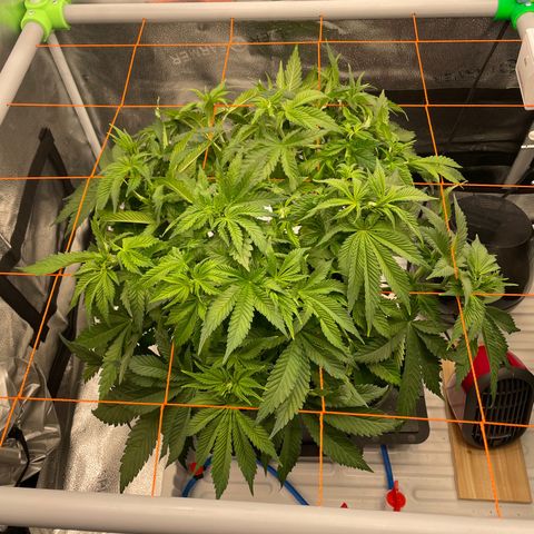 Alaskan Thunderfuck growlog timeline photo