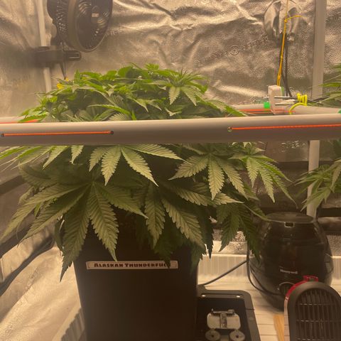 Alaskan Thunderfuck growlog timeline photo