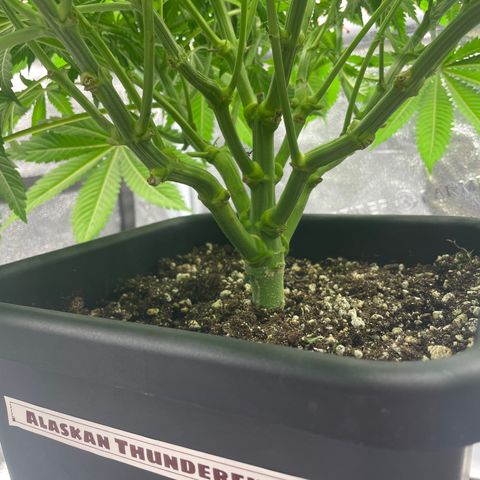 Alaskan Thunderfuck growlog timeline photo
