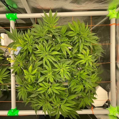 Alaskan Thunderfuck growlog timeline photo
