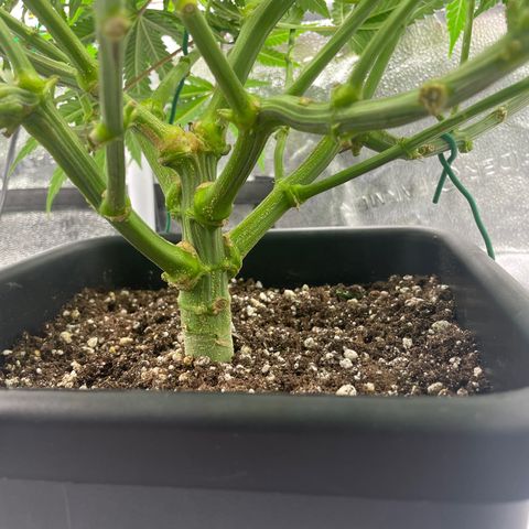 OG Kush growlog timeline photo