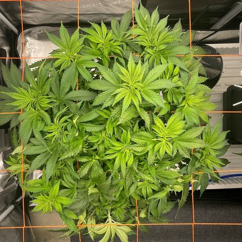 OG Kush growlog timeline photo