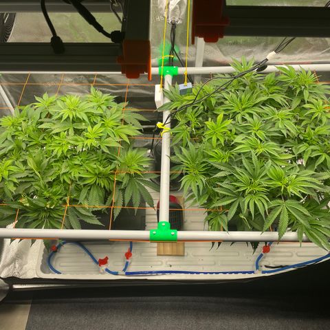 Alaskan Thunderfuck growlog timeline photo