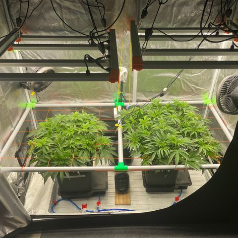 Alaskan Thunderfuck growlog timeline photo