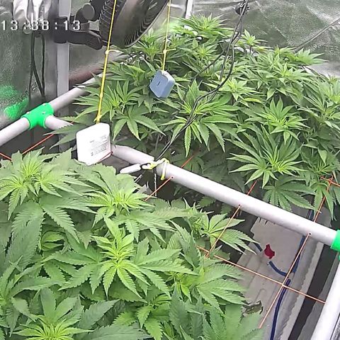 Alaskan Thunderfuck growlog timeline photo