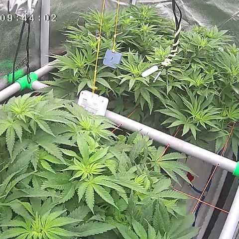 Alaskan Thunderfuck growlog timeline photo