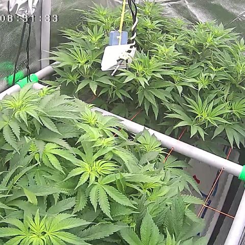 Alaskan Thunderfuck growlog timeline photo