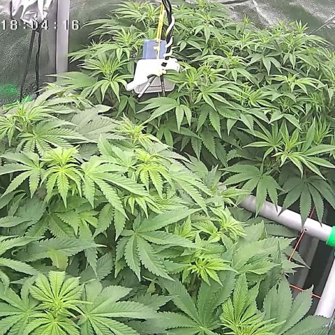 Alaskan Thunderfuck growlog timeline photo