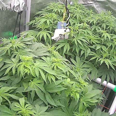 Alaskan Thunderfuck growlog timeline photo