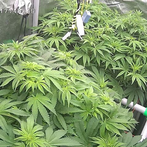 Alaskan Thunderfuck growlog timeline photo
