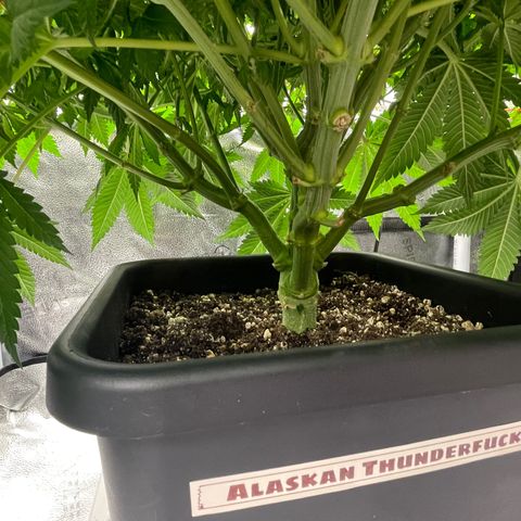 Alaskan Thunderfuck growlog timeline photo
