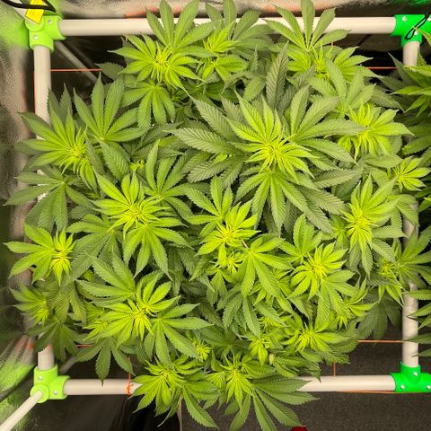 Alaskan Thunderfuck growlog timeline photo