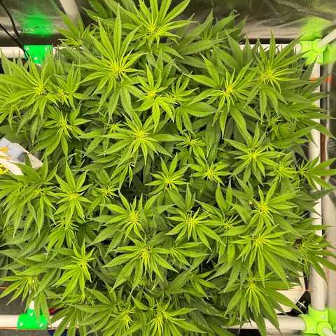 OG Kush growlog timeline photo