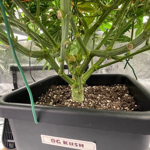 OG Kush growlog timeline photo