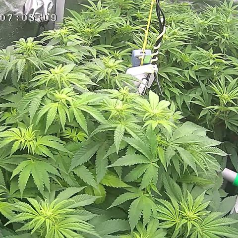 Alaskan Thunderfuck growlog timeline photo