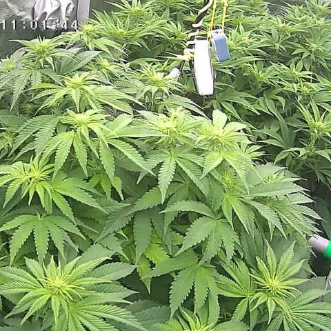 Alaskan Thunderfuck growlog timeline photo