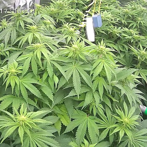 Alaskan Thunderfuck growlog timeline photo