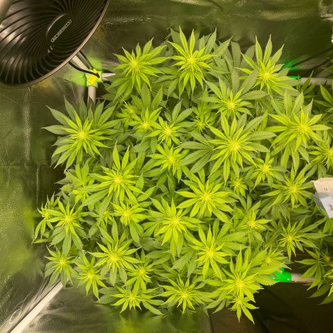 Alaskan Thunderfuck growlog timeline photo