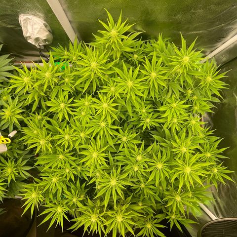 OG Kush growlog timeline photo