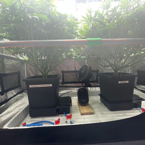Alaskan Thunderfuck growlog timeline photo