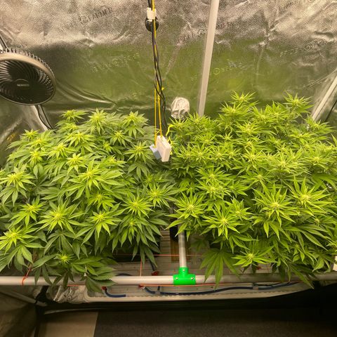 Alaskan Thunderfuck growlog timeline photo