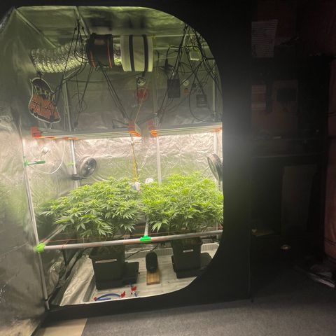 Alaskan Thunderfuck growlog timeline photo