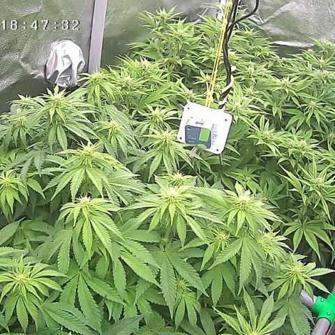 Alaskan Thunderfuck growlog timeline photo