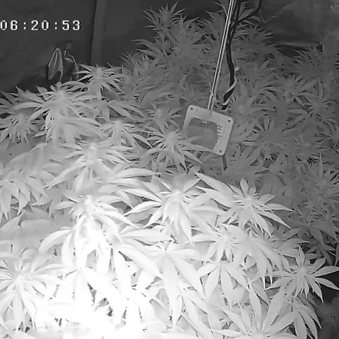Alaskan Thunderfuck growlog timeline photo