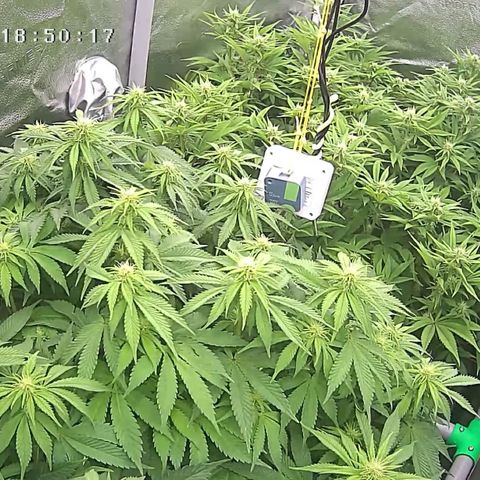 Alaskan Thunderfuck growlog timeline photo