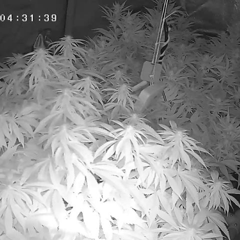Alaskan Thunderfuck growlog timeline photo