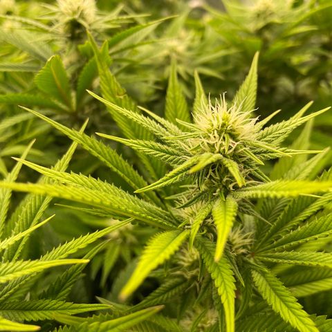 OG Kush growlog timeline photo