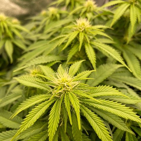 Alaskan Thunderfuck growlog timeline photo