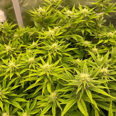 Alaskan Thunderfuck growlog timeline photo