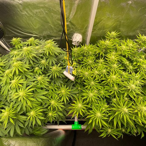 Alaskan Thunderfuck growlog timeline photo