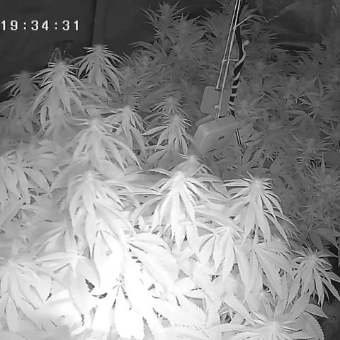 Alaskan Thunderfuck growlog timeline photo