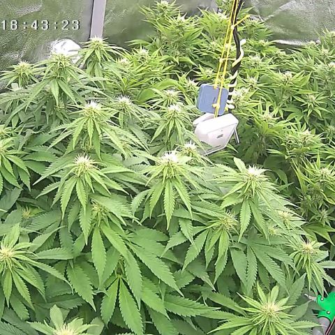 Alaskan Thunderfuck growlog timeline photo