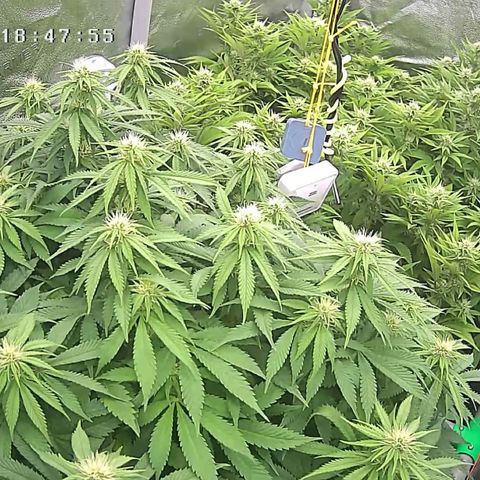 Alaskan Thunderfuck growlog timeline photo