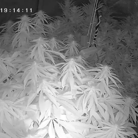 Alaskan Thunderfuck growlog timeline photo
