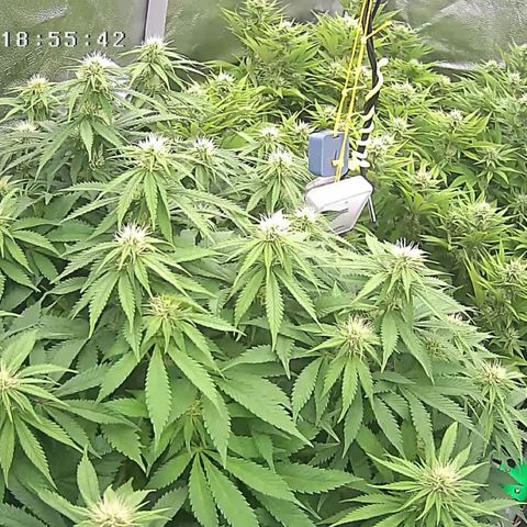 Alaskan Thunderfuck growlog timeline photo