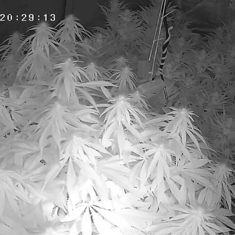 Alaskan Thunderfuck growlog timeline photo