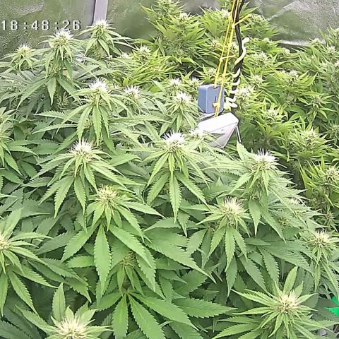 Alaskan Thunderfuck growlog timeline photo
